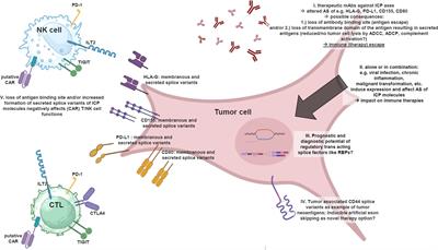 Deciphering the role of alternative splicing in neoplastic diseases for immune-oncological therapies